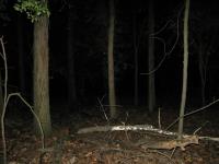Chicago Ghost Hunters Group investigates Robinson Woods (137).JPG